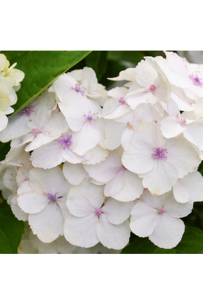 Гортензія широколиста Мадам Еміль Мульє